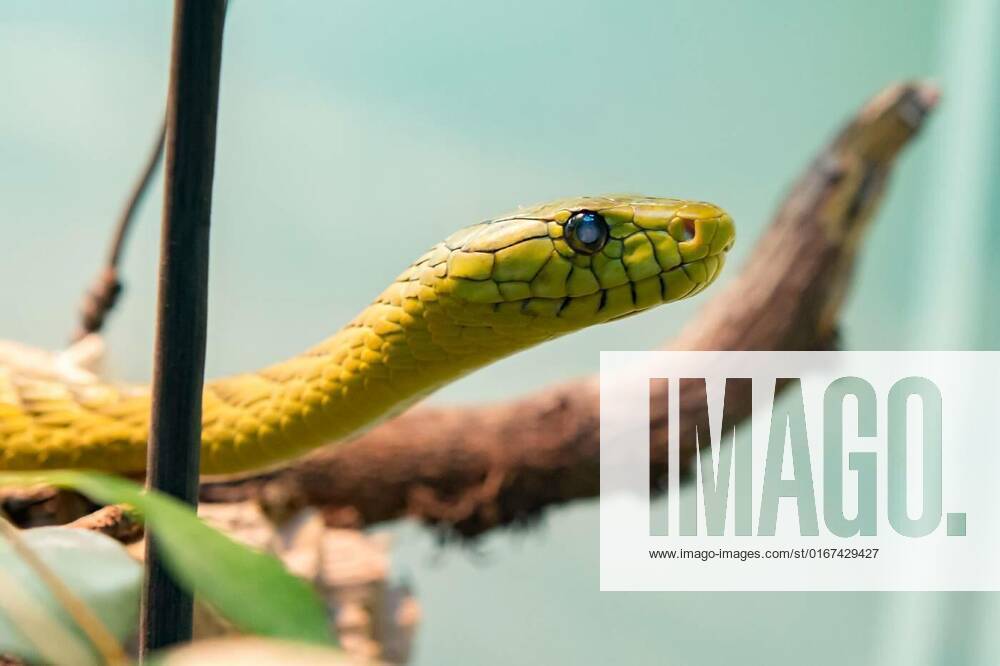 Green Mamba snake, Higlly venomous snake of the elapids family: the ...