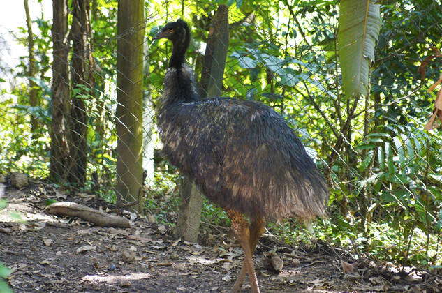 The Rhea americana, belongs to the birds ratites, which are large birds ...