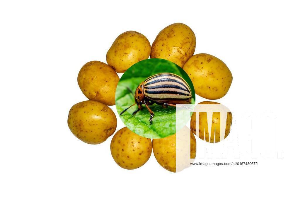 Insect pest colorado potato beetle on a potato crop., Insect pest