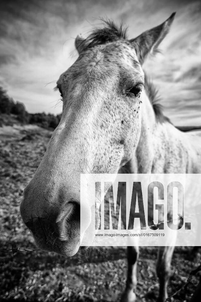 Horses eating on farm, Detail of animals feeding on a farm