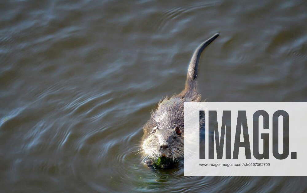 A muskrat on the bank of a river. Basam rats are rodents