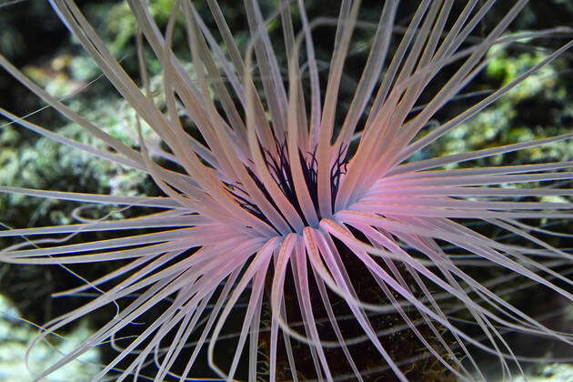 Close up pink and purple sea sebae anemone polyps in water of aquarium ...