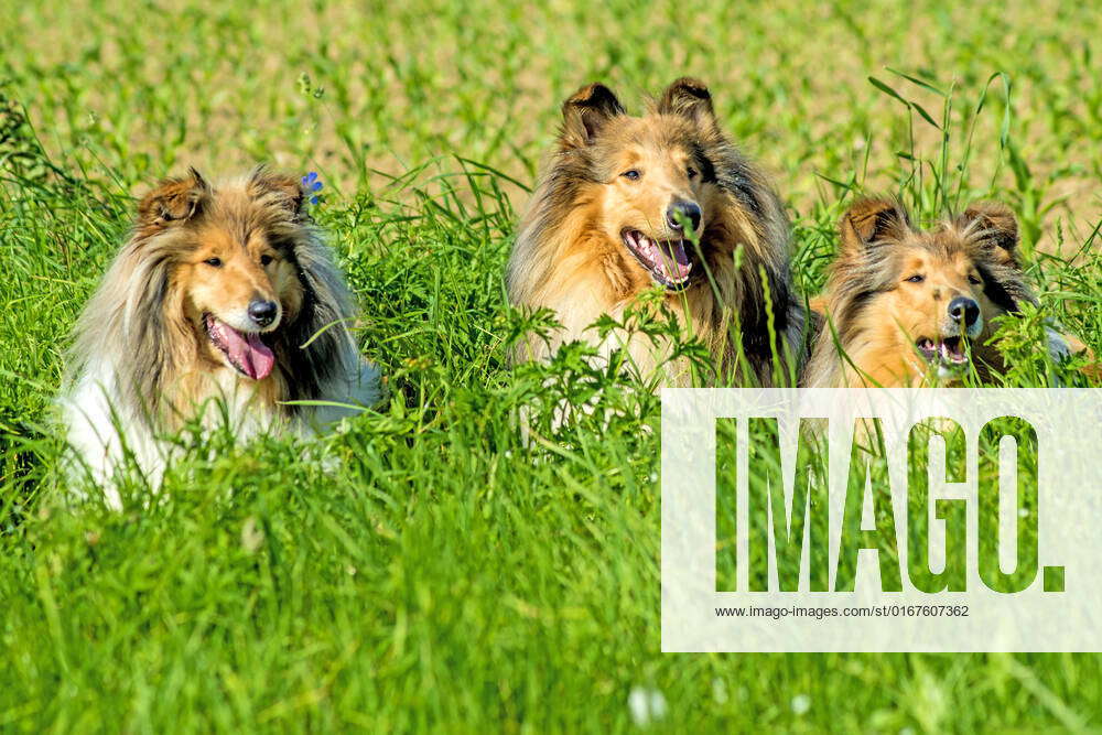 Group of three collie dogs, 34214898, american, animals, british ...