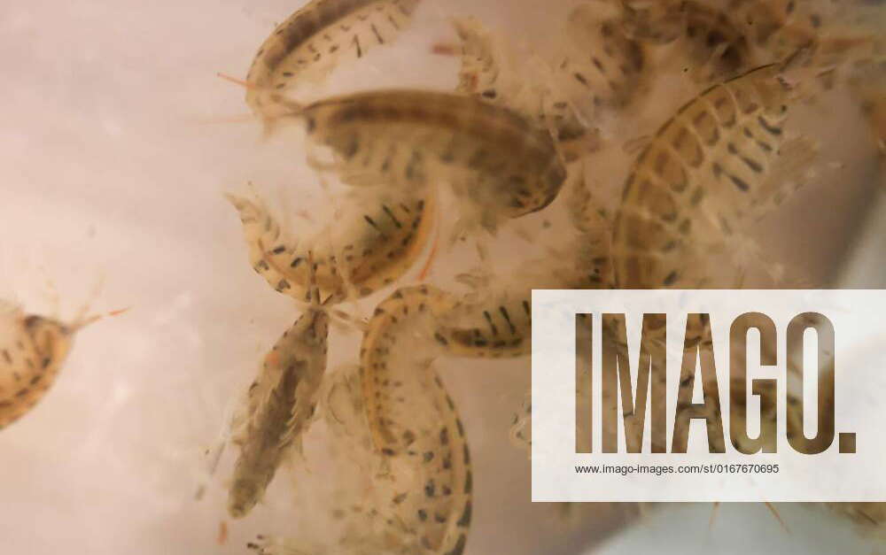 Close up of crayfish, zooplankton as food for fish., , , 09.12.2021