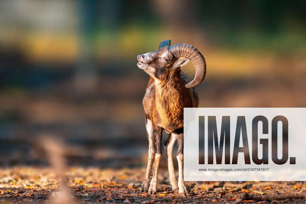 mouflon,wild sheep,shouting,mouflons,wild sheeps,scream,screaming,shout