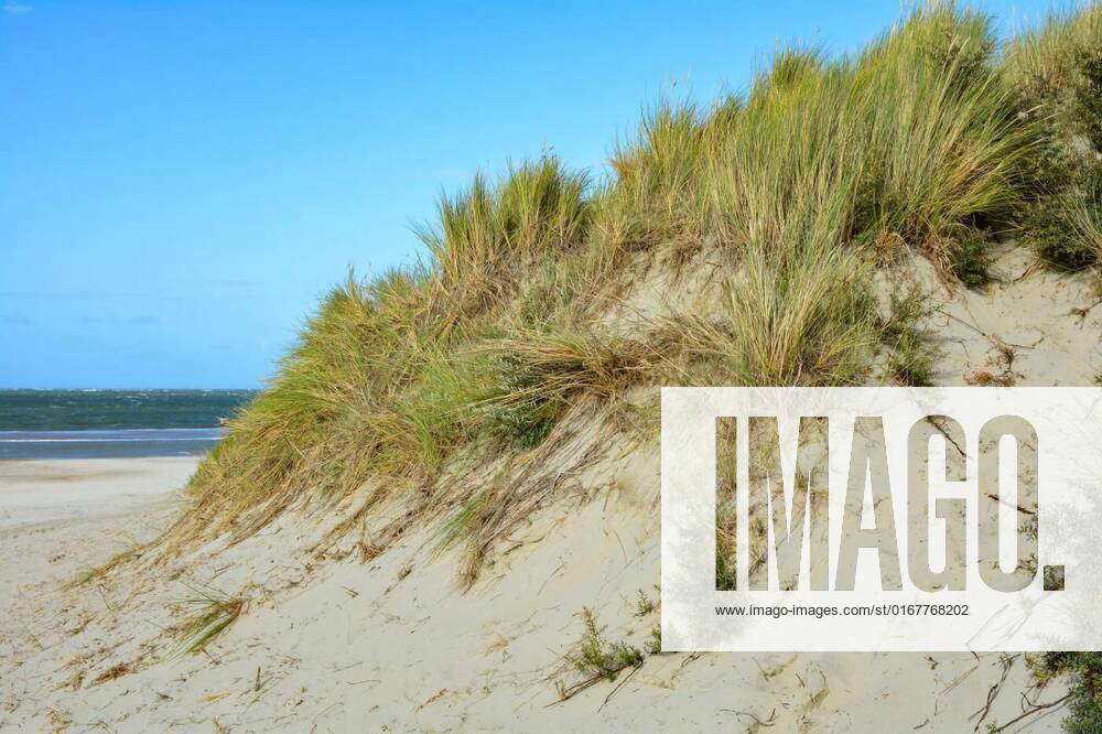 A sand dunes with beach grass, Beach oat in the sandy dunes on the ...