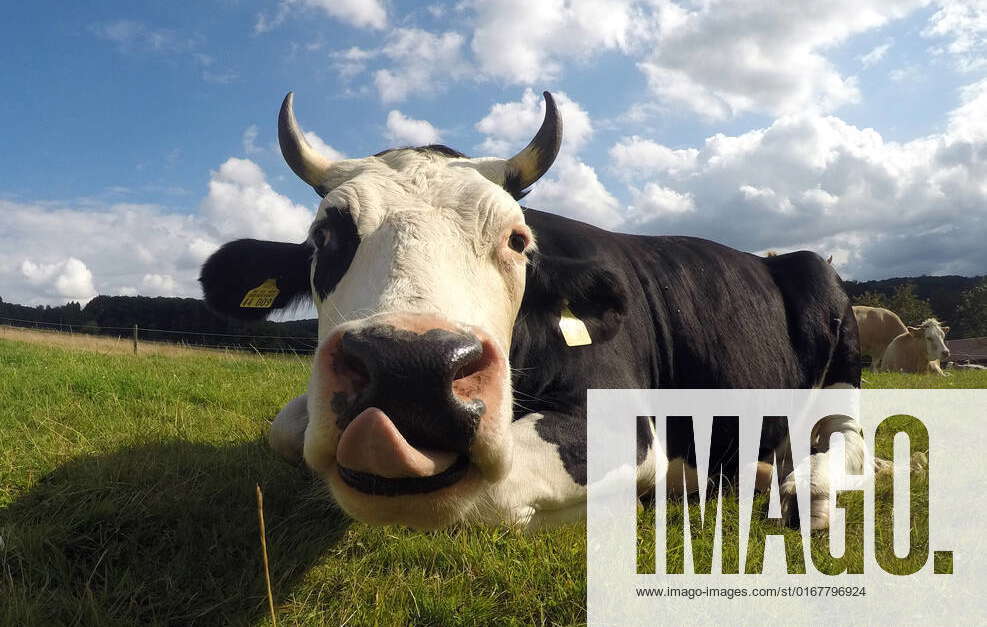 zunge,lecken,kuh,zungen,ablecken,hausrind,hausrinder,kühe,milchkuh ...