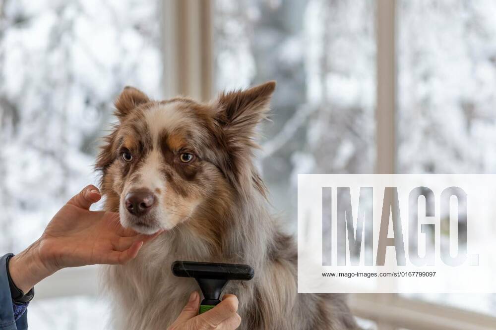 Trimming Border Collie by professional groomer., Trimming Border Collie by professional groomer