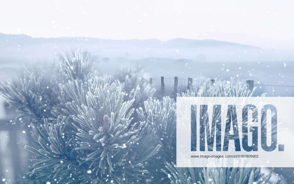 winter,frost,fir branch,winters,frosts,fir branchs