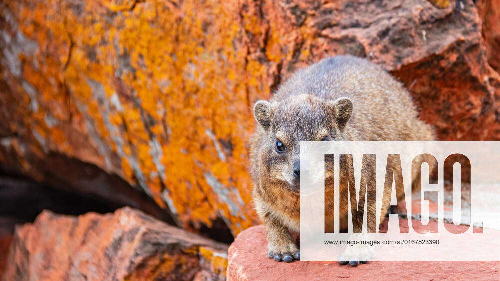 cape hyrax,cape hyraxs