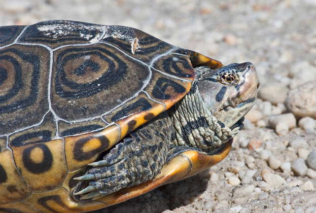 A closeup of a diamondback terrapin , 2542205, animal, animals, aquatic ...