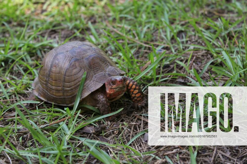 Box Turtle Roaming Through Yard in Eastern Texas, Box Turtle Roaming ...