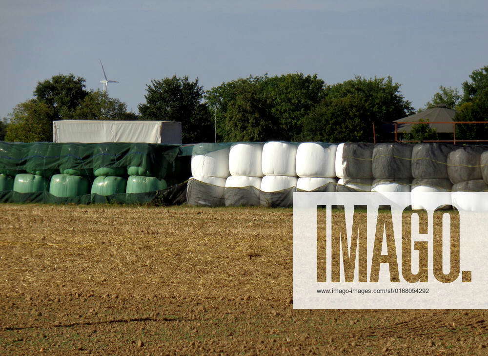 View of a handsome stock of straw rolls for winter as bedding Straw