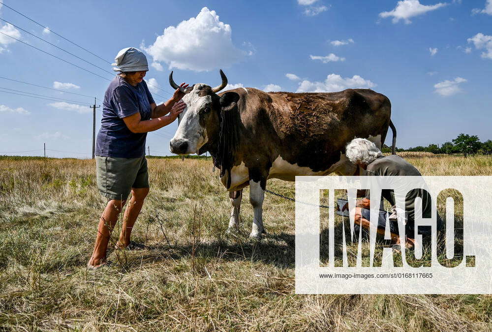KOMAR, UKRAINE AUGUST 30, 2022 Farmers Mykola Ivanovych and his