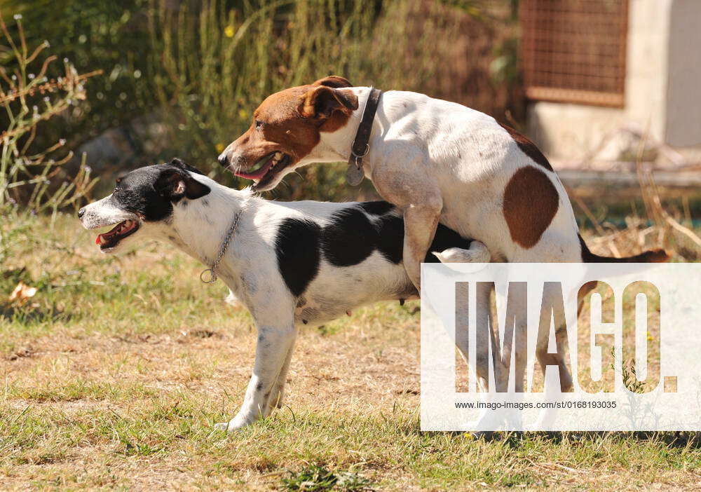 Two purebred jack russel terrier making love in a garden 5016840  