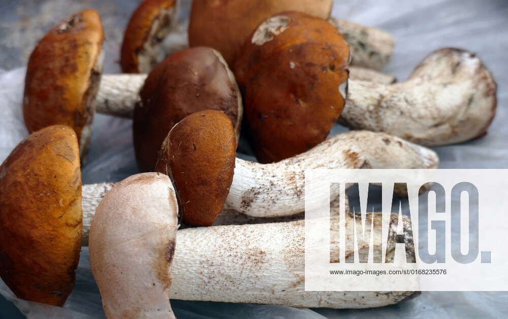 IVANOFRANKIVSK, UKRAINE SEPTEMBER 7, 2022 Porcini mushrooms are pictured at a local market in