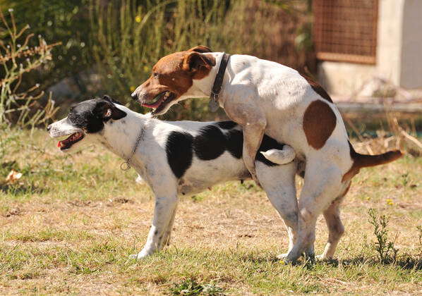 Two purebred jack russel terrier making love in a garden 5016840  