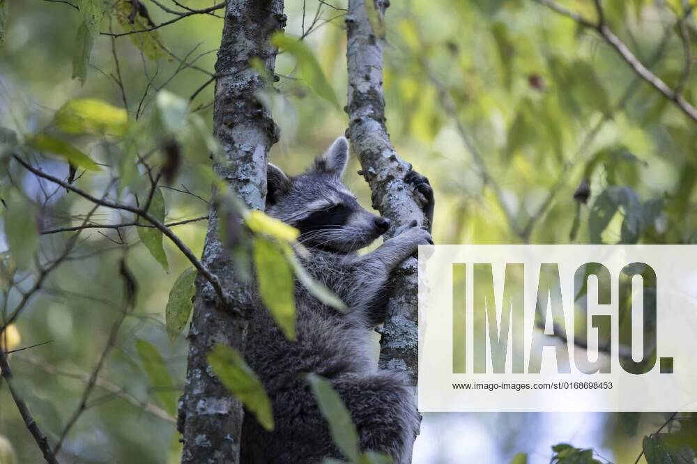 Raccoon Climbing, Raccoon (Procyon lotor) climbing up a tree for safety ...