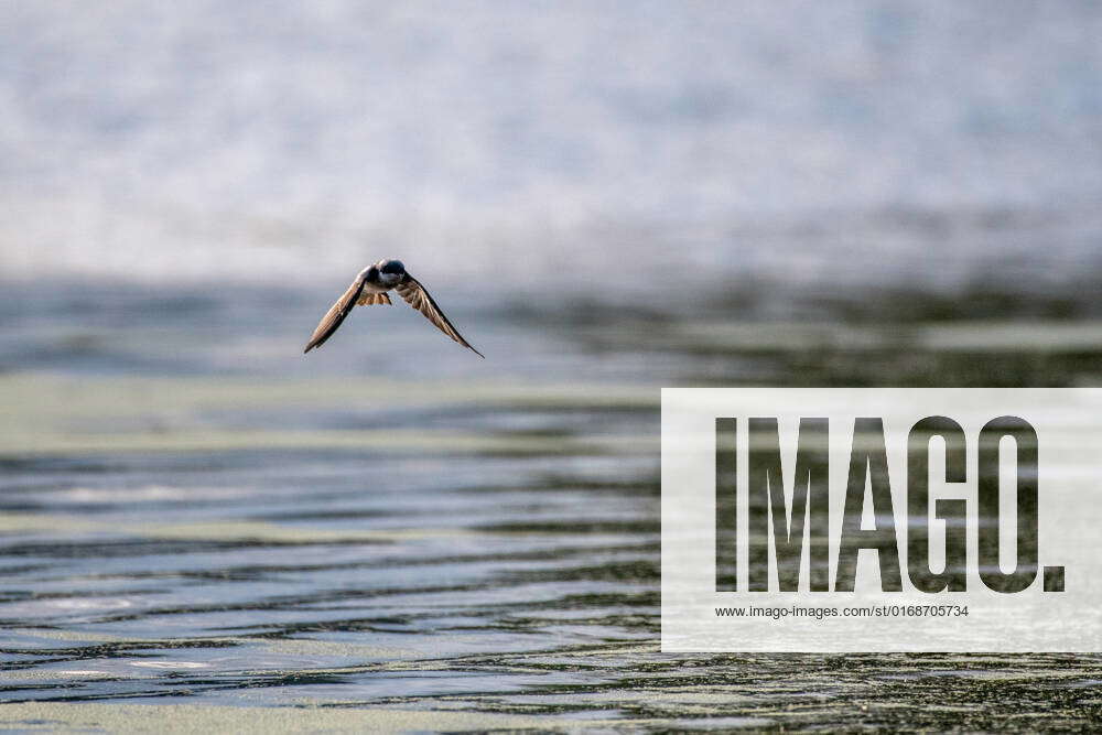 Ohio Waterfowl And Birds Of Prey At Miami Whitewater Forest In ...