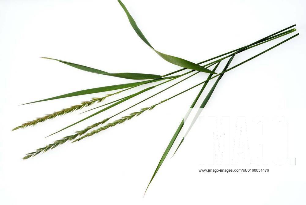 Agropyron repens, Couch, Agropyron repens, is an important medicinal ...