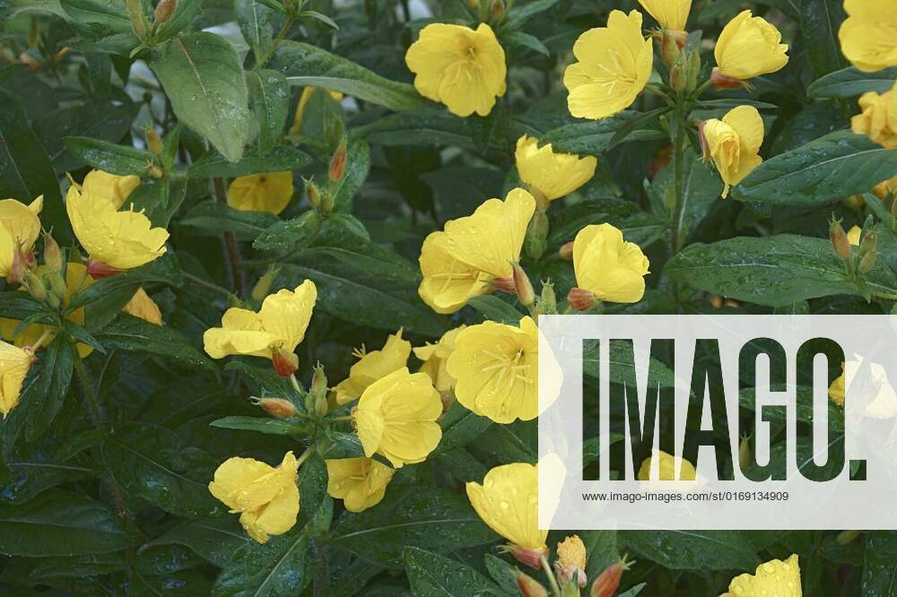 Closeup image of Common Evening primrose flowers, Common Evening