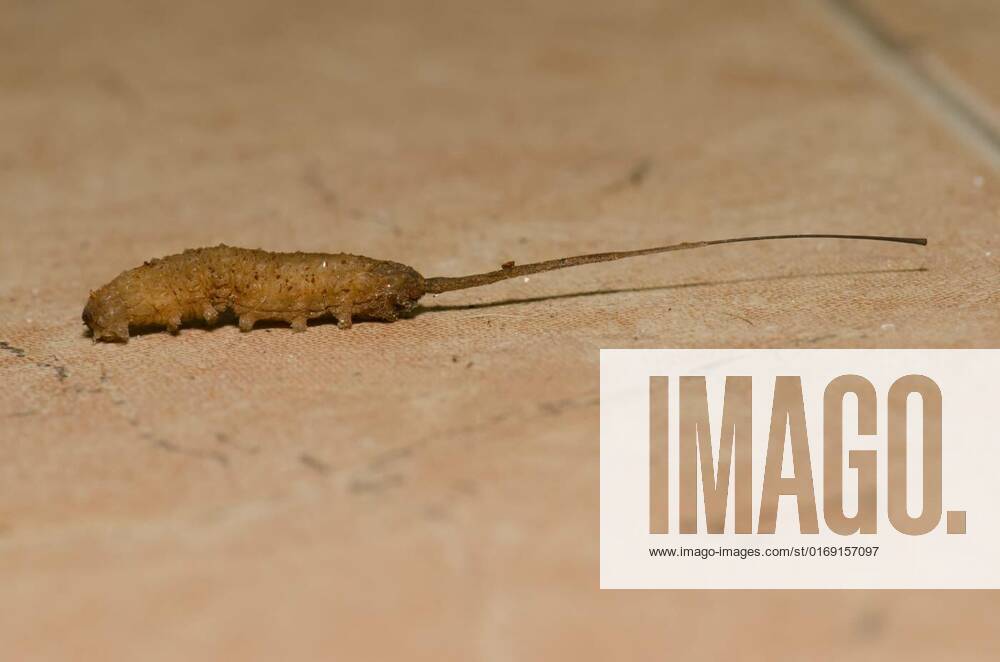 Rat-tailed maggot seeking a suitable place to pupate., Rat-tailed ...