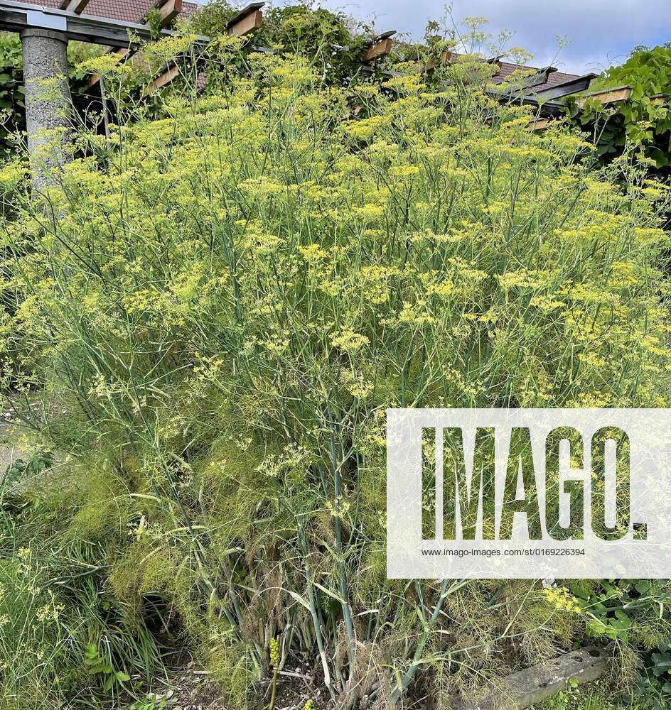 Fennel,Foeniculum Vulgare, Fenchel, Foeniculum Vulgare, ist eine wichtige Heil und Gewuerzpflanze