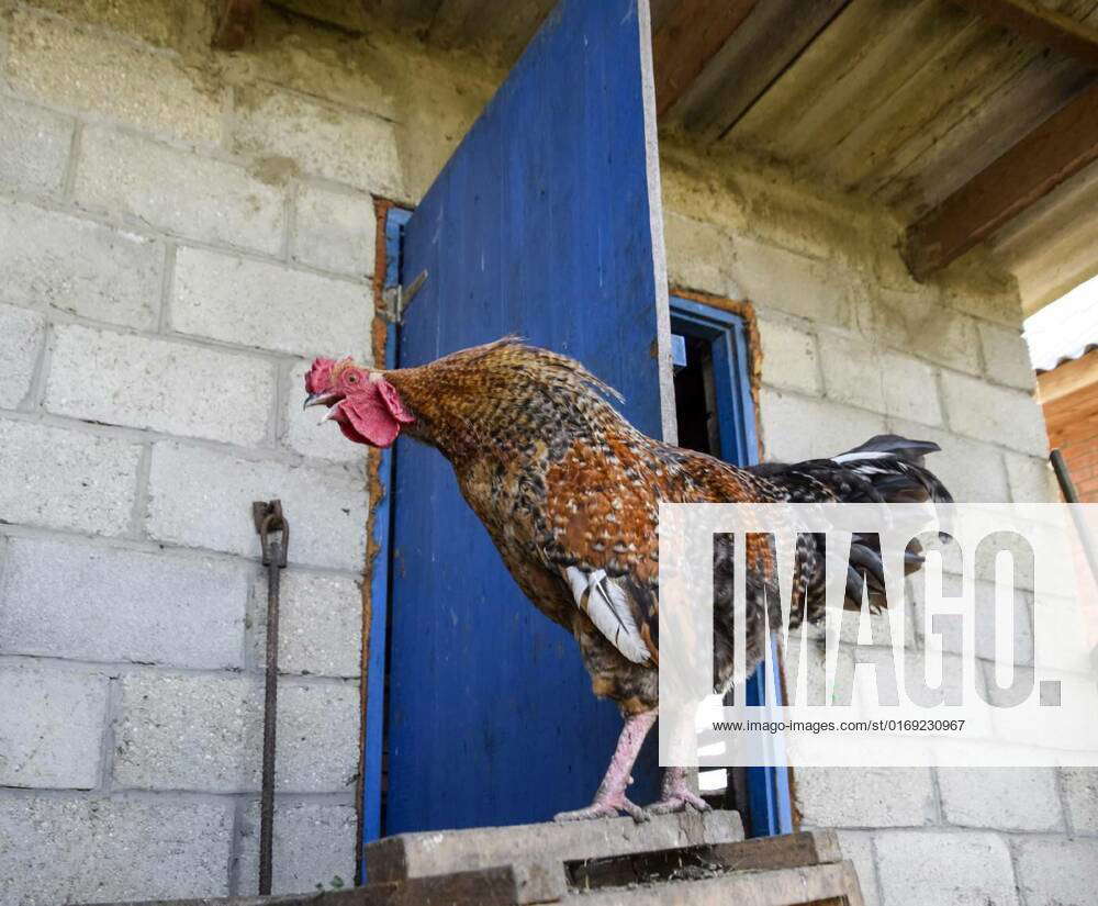 Hens In The Yard Of A Hen House Hens In The Yard Of A Hen House 