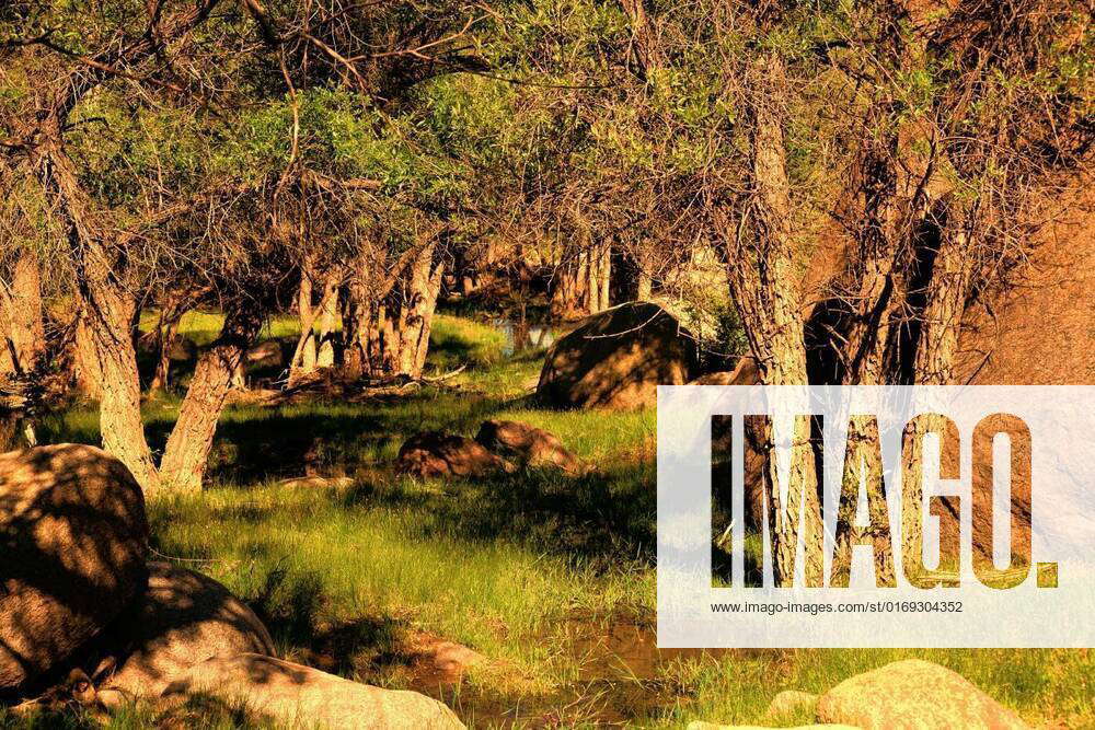 Forest Glen, Northern Arizona Forest Glen with natural spring in early