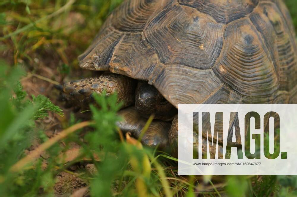 Little Turtle hiding his head in the shell on green grass field, Little ...