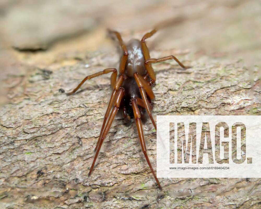 Close-up of a six-eyed spider. It is a family of the true web spiders