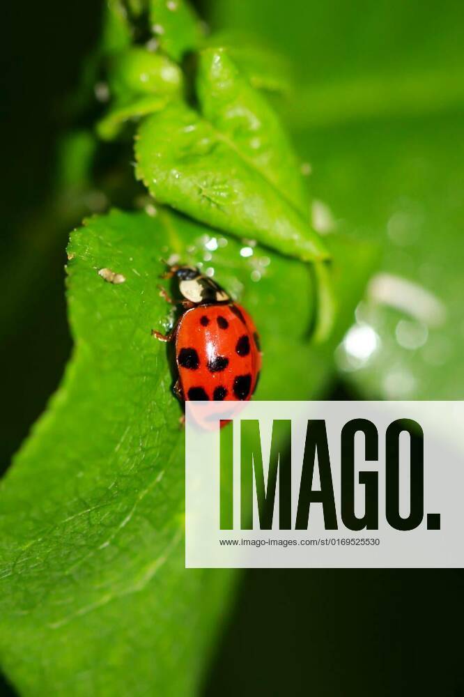 A beautiful red ladybug on a leaf