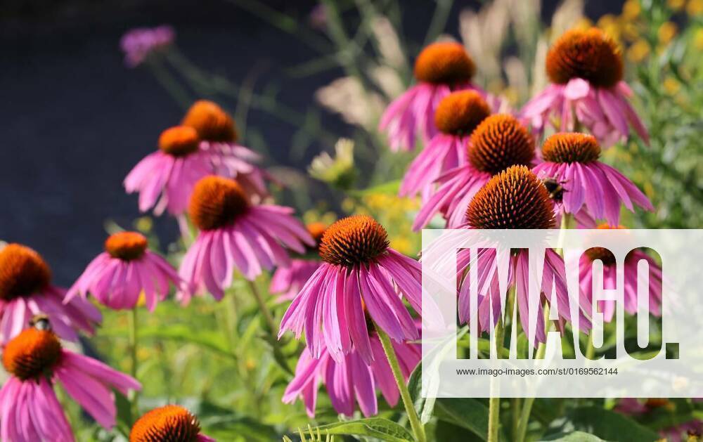 Echinacea flowers for alternative medicine, The medicinal plant