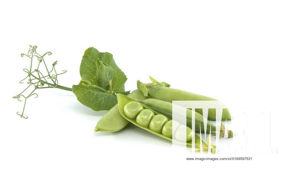 Fresh green peas in pods over white background, Fresh green peas and