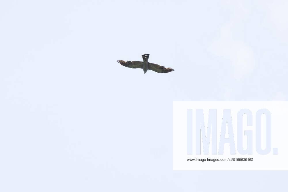 Immature Mississippi Kite Soaring, Immature Mississippi kite (Ictinia ...