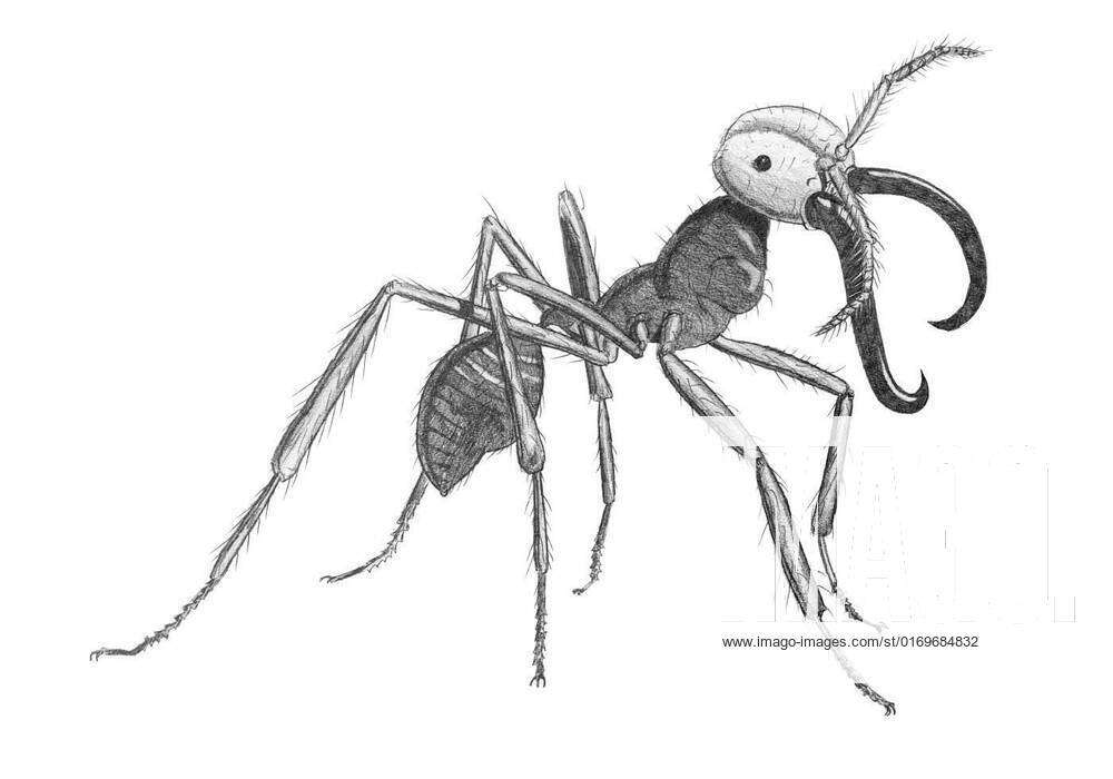 Brown ant illustration, Ant Insect Drawing Illustration, Ants, child,  mammal png | PNGEgg