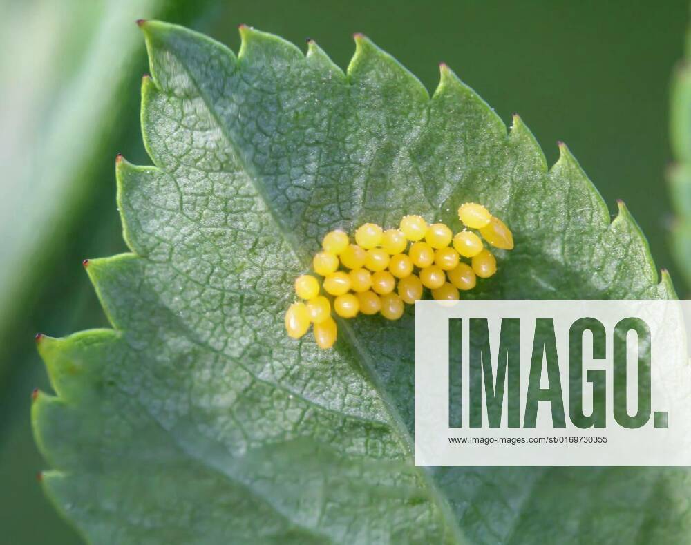 Depending on the amount of yellow eggs of bugs or other insects on the