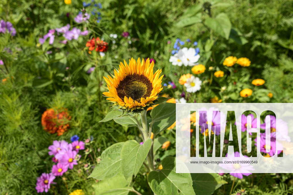 Beautiful flowers variety on a sunny day mix of colorful flowers by the