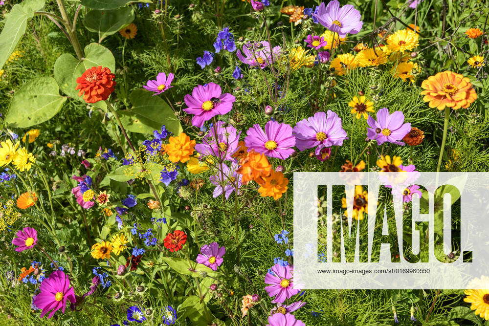 Beautiful flowers variety on a sunny day mix of colorful flowers by the