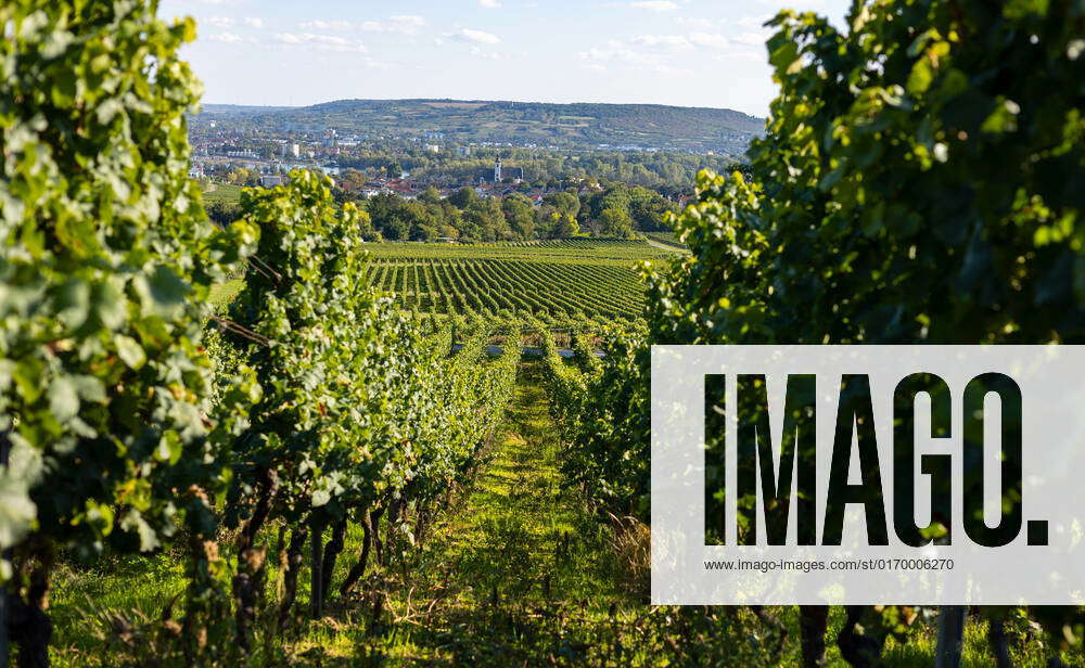 Vine field and vines in a row at the Rheingau area. Riesling wine