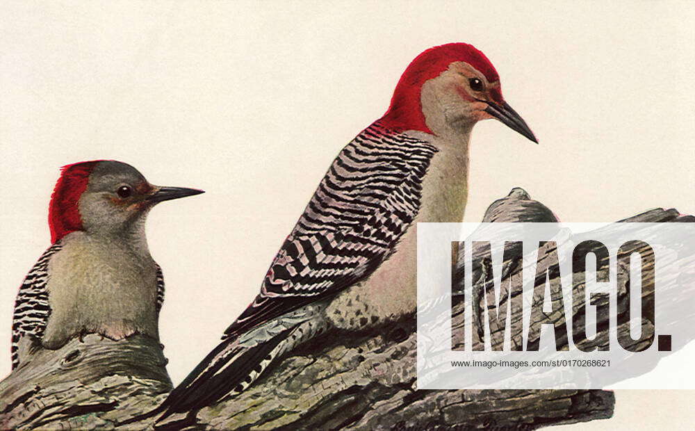 RECORD DATE NOT STATED RedBellied Woodpeckers Fuertes, Louis Agassiz