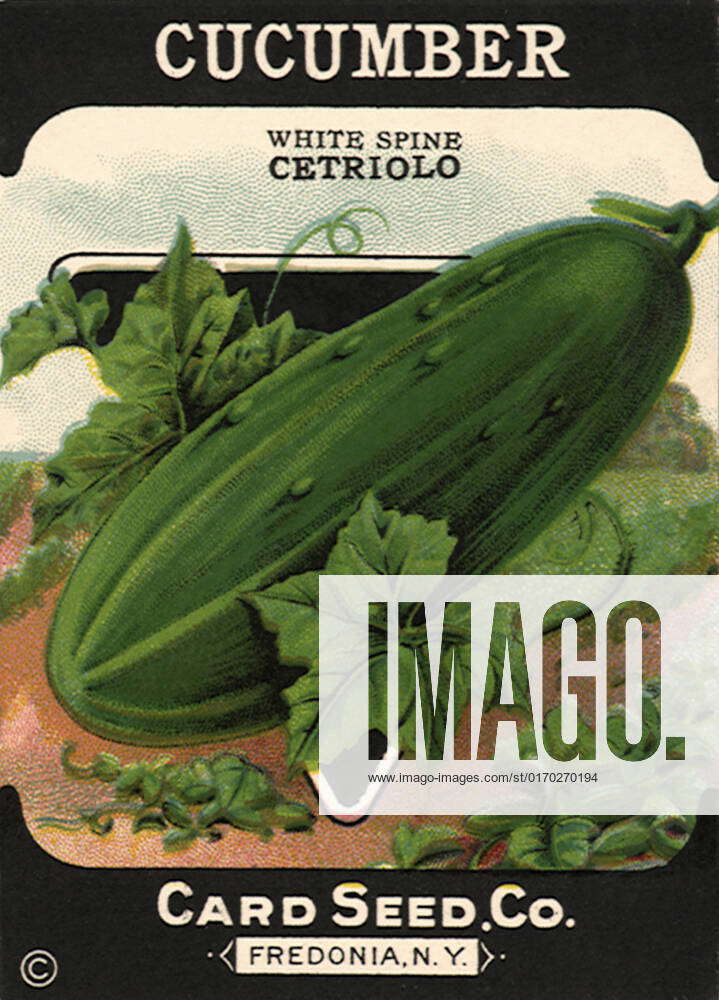 Cucumber Seed Packet