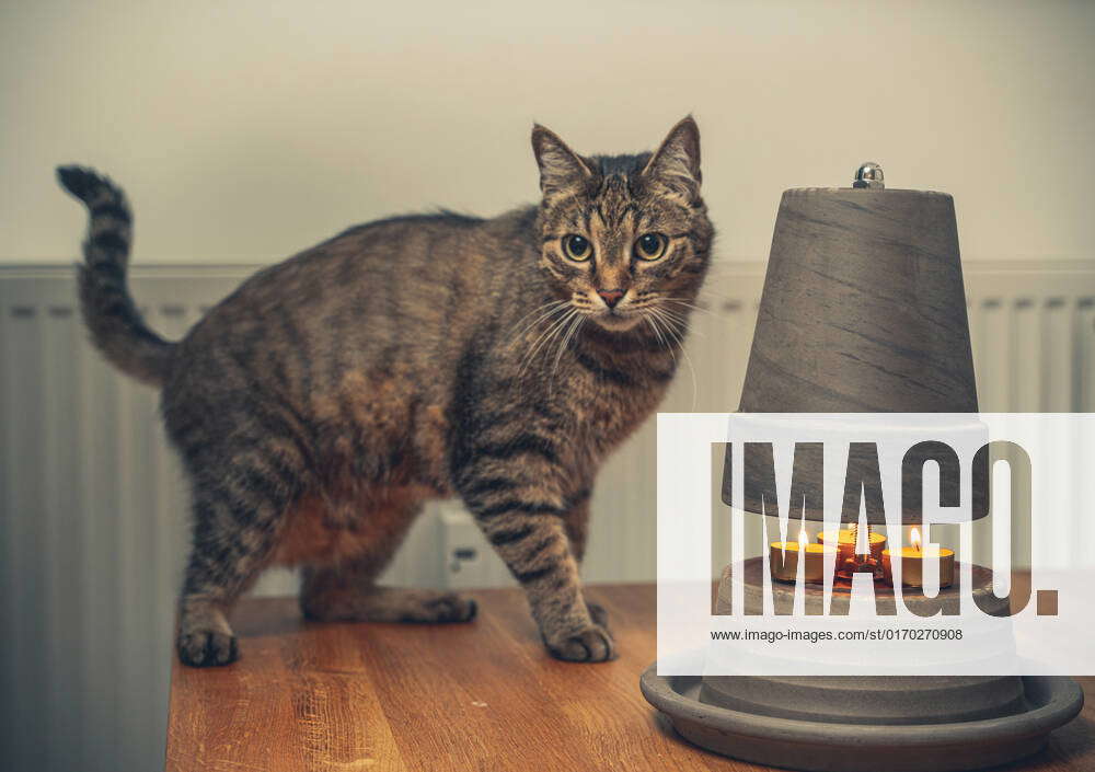 30 September 2022 homemade tea light stove, DIY heater from plant pot and tea light candles. Cat