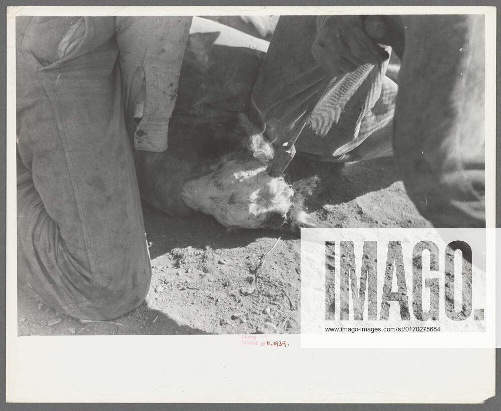 Burning out horns of calf. Roundup near Marfa, Texas. 1939. Photographs. The Miriam and Ira D