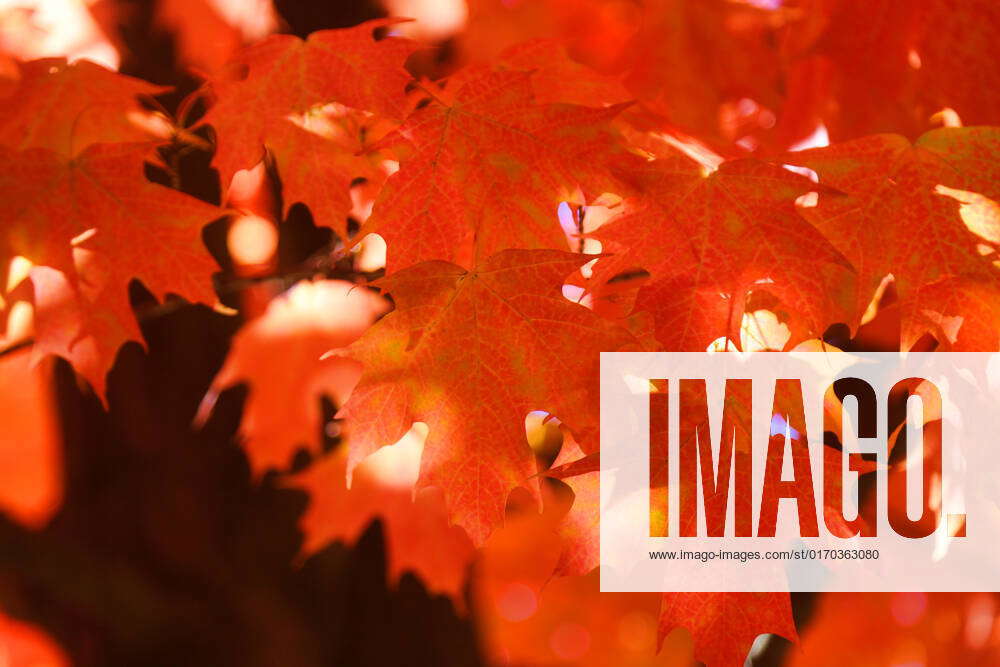 autumn-season-in-canada-colourful-leaves-on-maple-trees-during-the