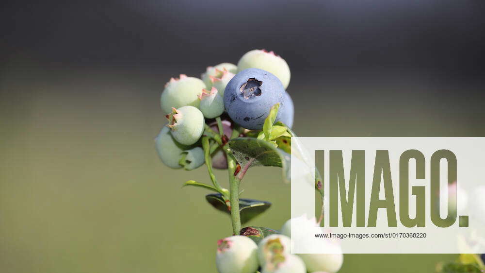 AGRICULTURE FEATURE, Blueberries are seen on a farm in Corindi Beach