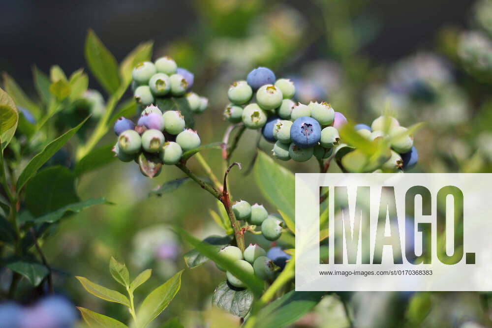 AGRICULTURE FEATURE, Blueberries are seen on a farm in Corindi Beach