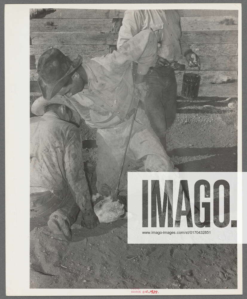 Burning out horns of calf. Cattle ranch near Marfa, Texas 1939. still image. Photographs. The