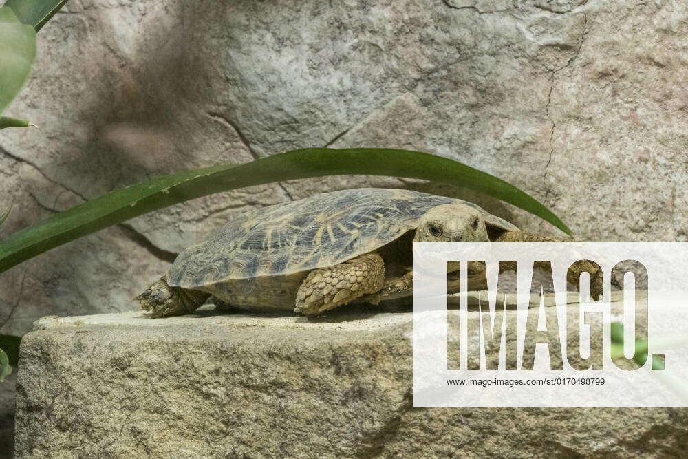 Pancake tortoise, Malacochersus tornieri, on 24 09 2022 in the Berlin ...