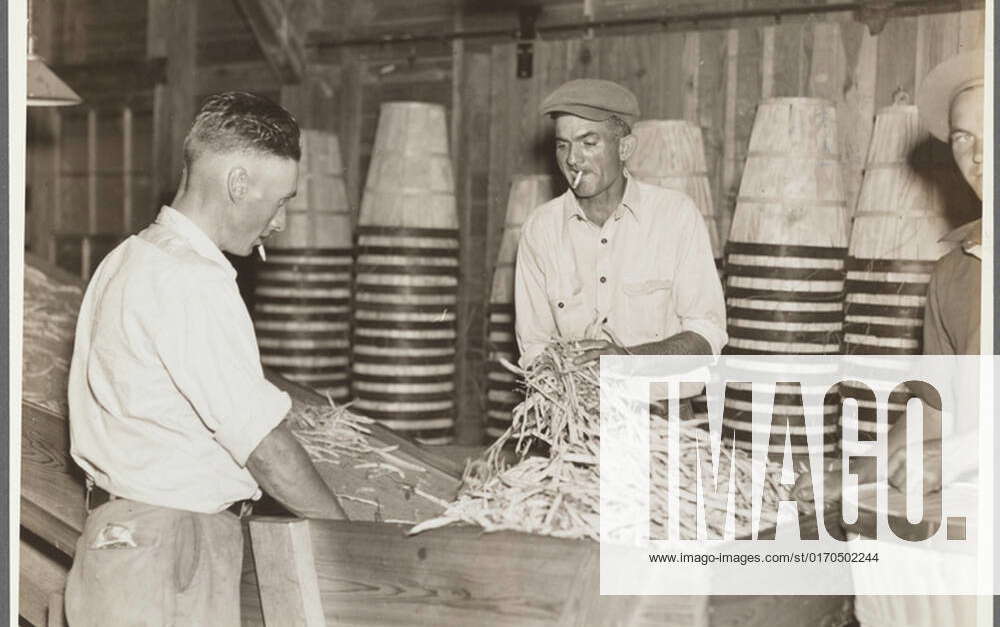 Jungle veteran fruit tramp at work in the packinghouse of